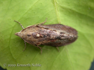 Galleria mellonella (wax moth) Kenneth Noble